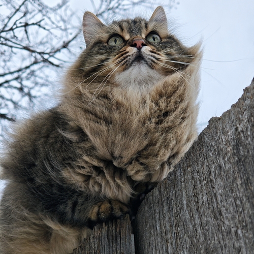Photo #14058267