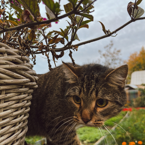 Photo #14058317
