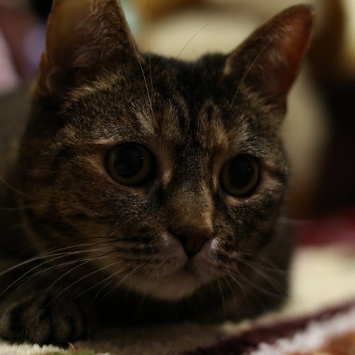 Photo #14058323