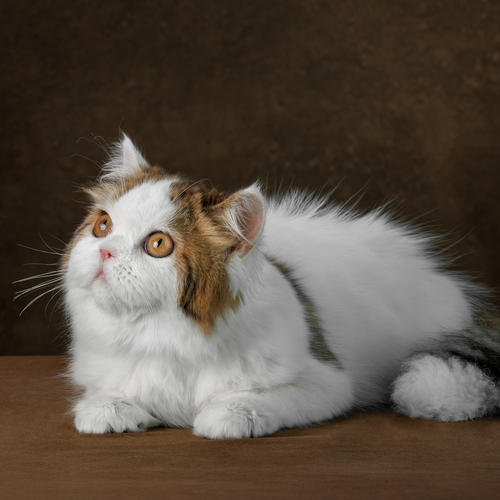 Photo #14058347