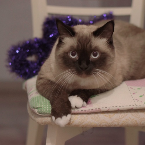 Photo #14058368