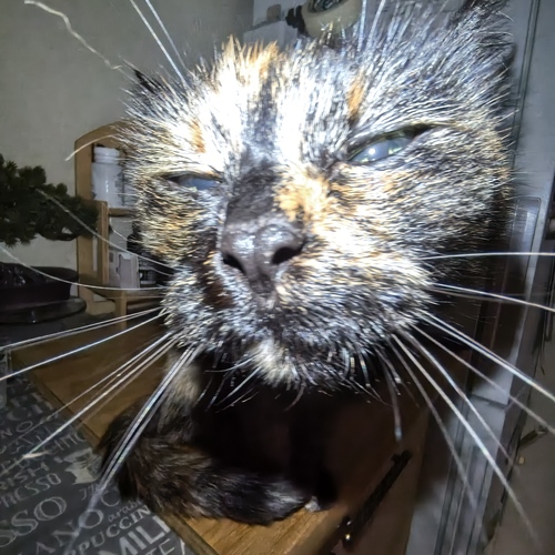 Photo #14058382