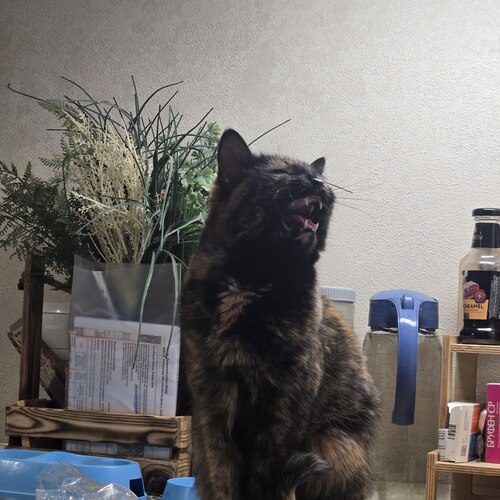 Photo #14058383