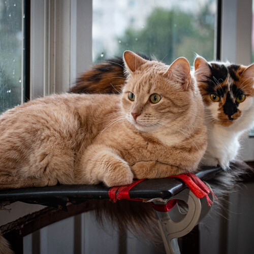 Photo #14058469