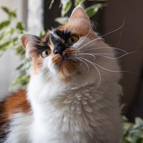 Photo #14058487