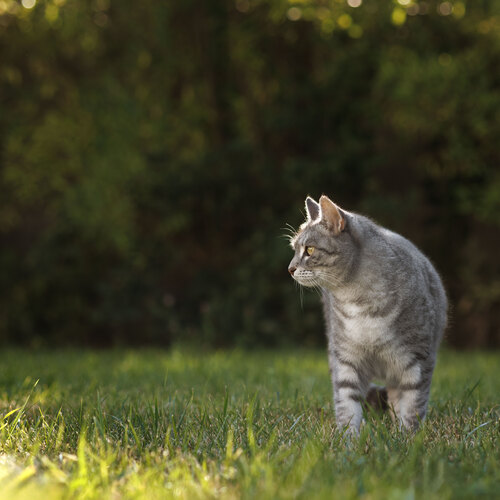Photo #14058502