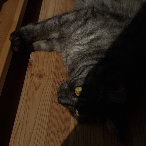 Photo #14058514
