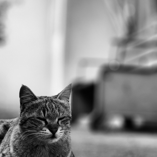 Photo #14058625
