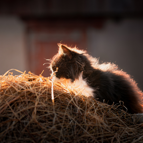 Photo #14058631