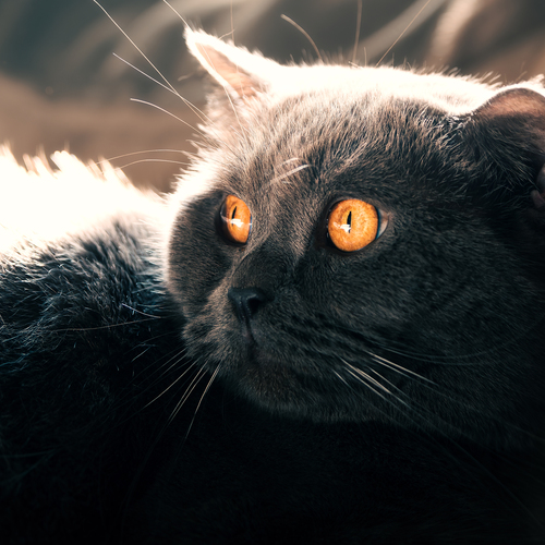 Photo #14058638