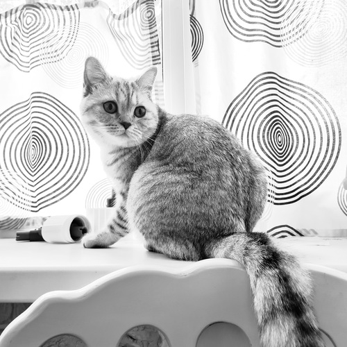 Photo #14058729