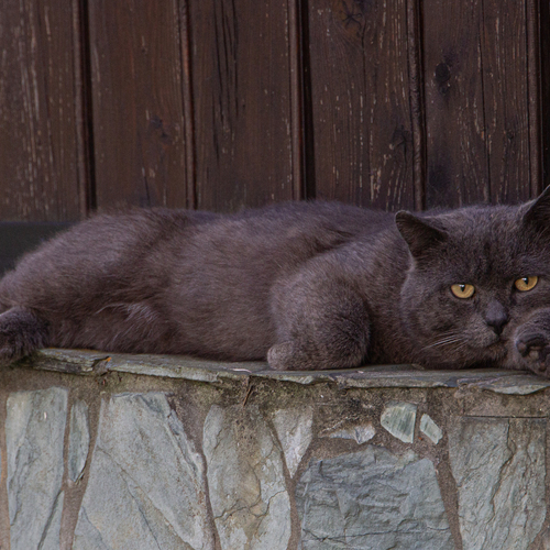 Photo #14058923