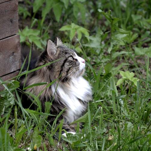 Photo #14059081