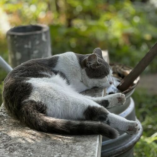 Кошка.