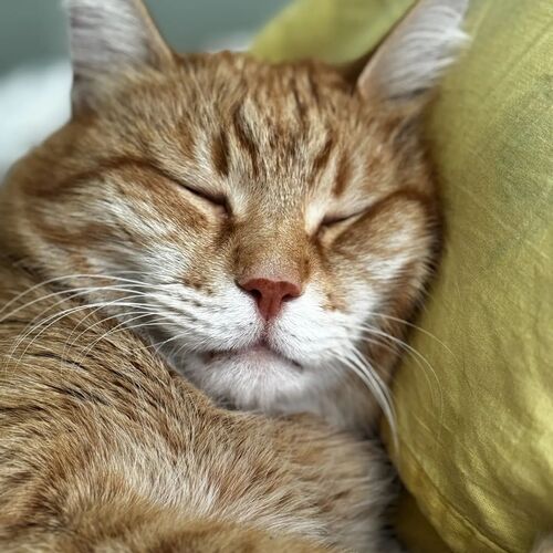 Кот.