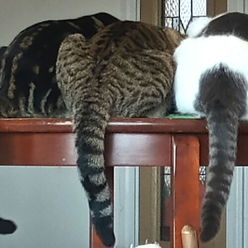 Photo #14059176