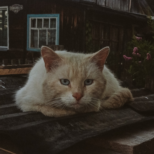 Photo #14059221
