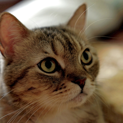 Photo #14059240