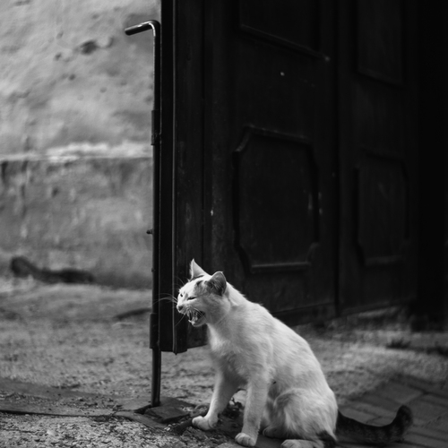 Photo #14059262