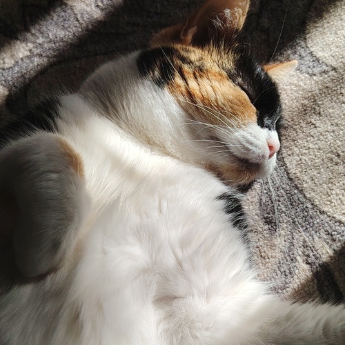 Photo #14059358