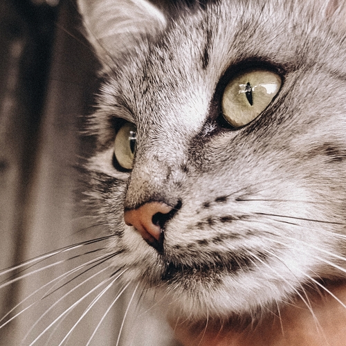 Photo #14059361