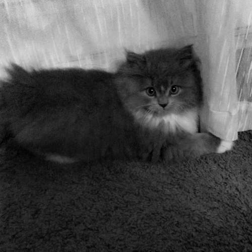 Photo #14059364