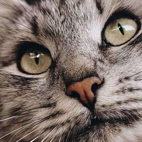 Photo #14059377