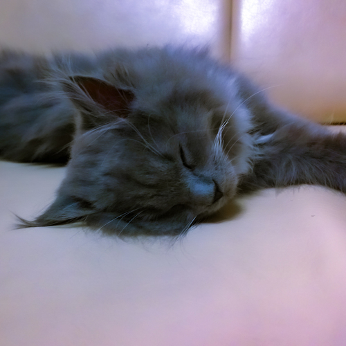Photo #14059378