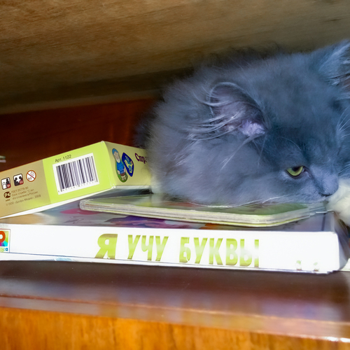 Photo #14059379