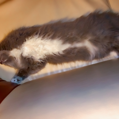 Photo #14059382