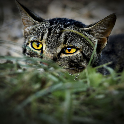 Photo #14059567