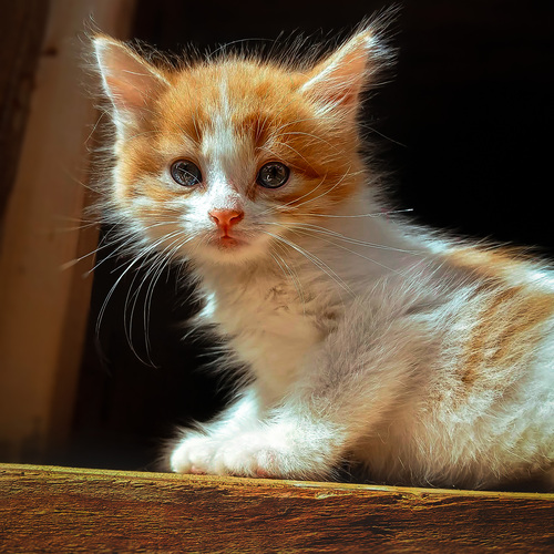 Photo #14059579