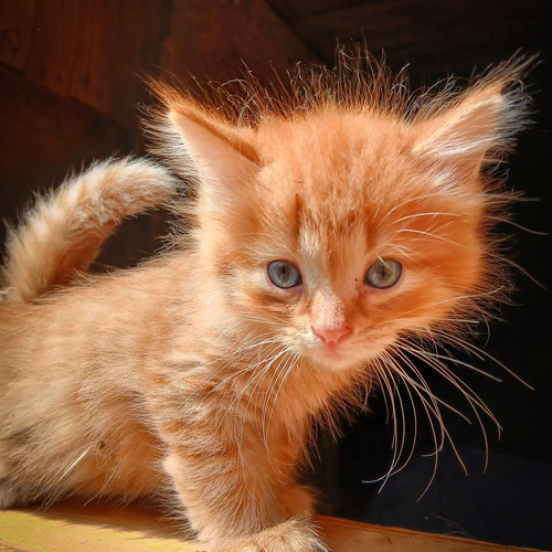 Photo #14059585