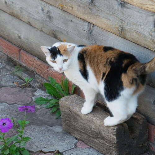 Photo #14059653
