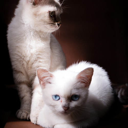 Photo #14059726