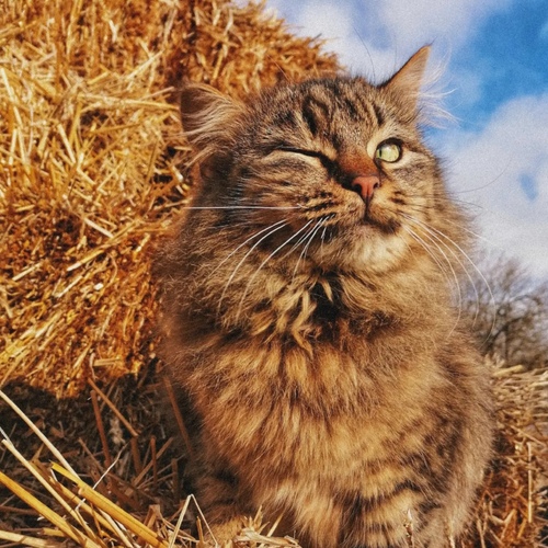 Photo #14059794