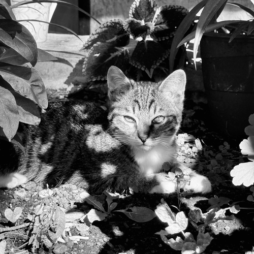 Photo #14060012