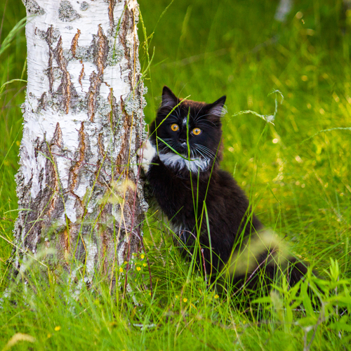 Photo #14060059