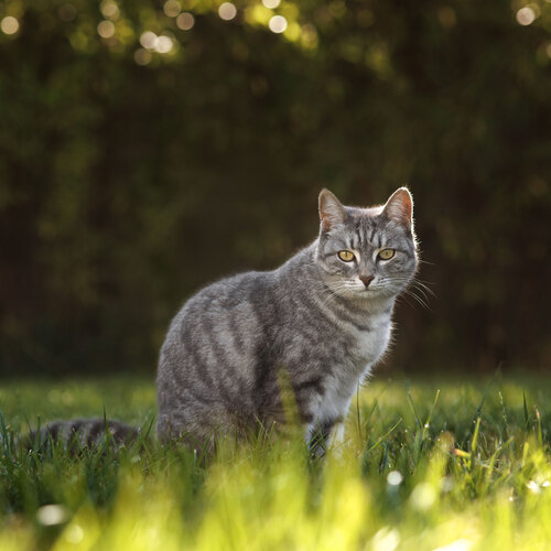 Photo #14060060