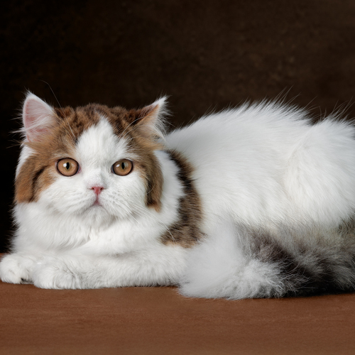 Photo #14060064