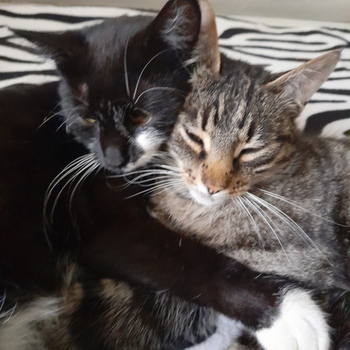Photo #14060105
