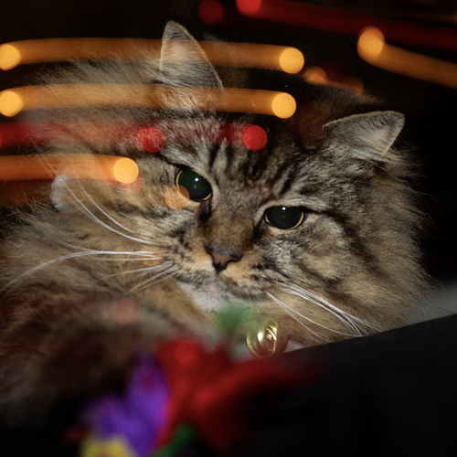 Whiskers and Lights