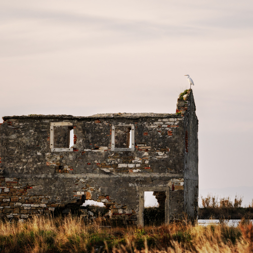 The Silent Lookout