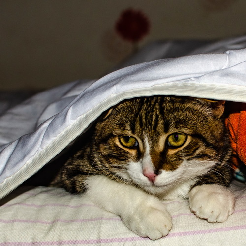 Photo #14060183