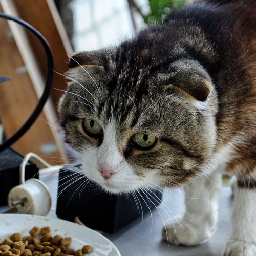 Photo #14060231
