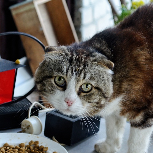 Photo #14060232