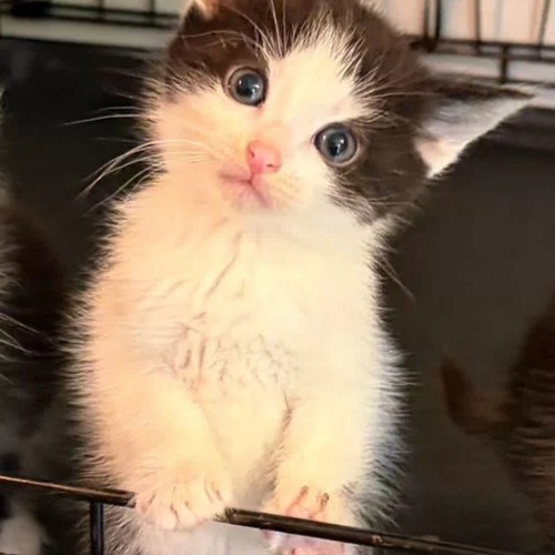 Photo #14060236