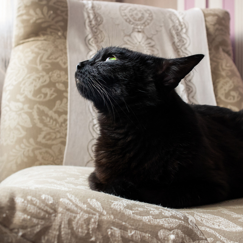 Photo #14060528