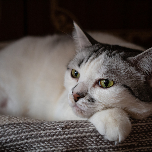 Photo #14060529