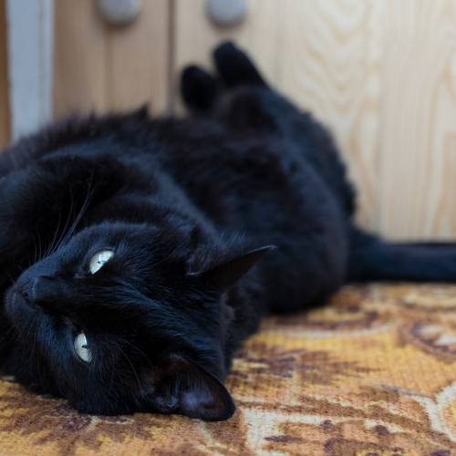 Photo #14060530